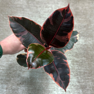 Ficus decora 'Ruby' 4"