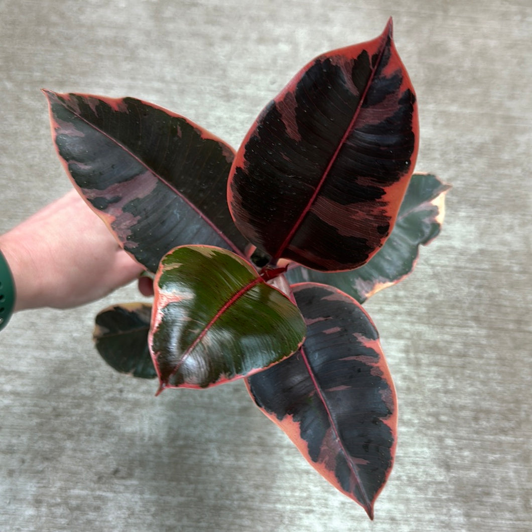Ficus decora 'Ruby' 4