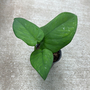 Syngonium Chiapense 4"