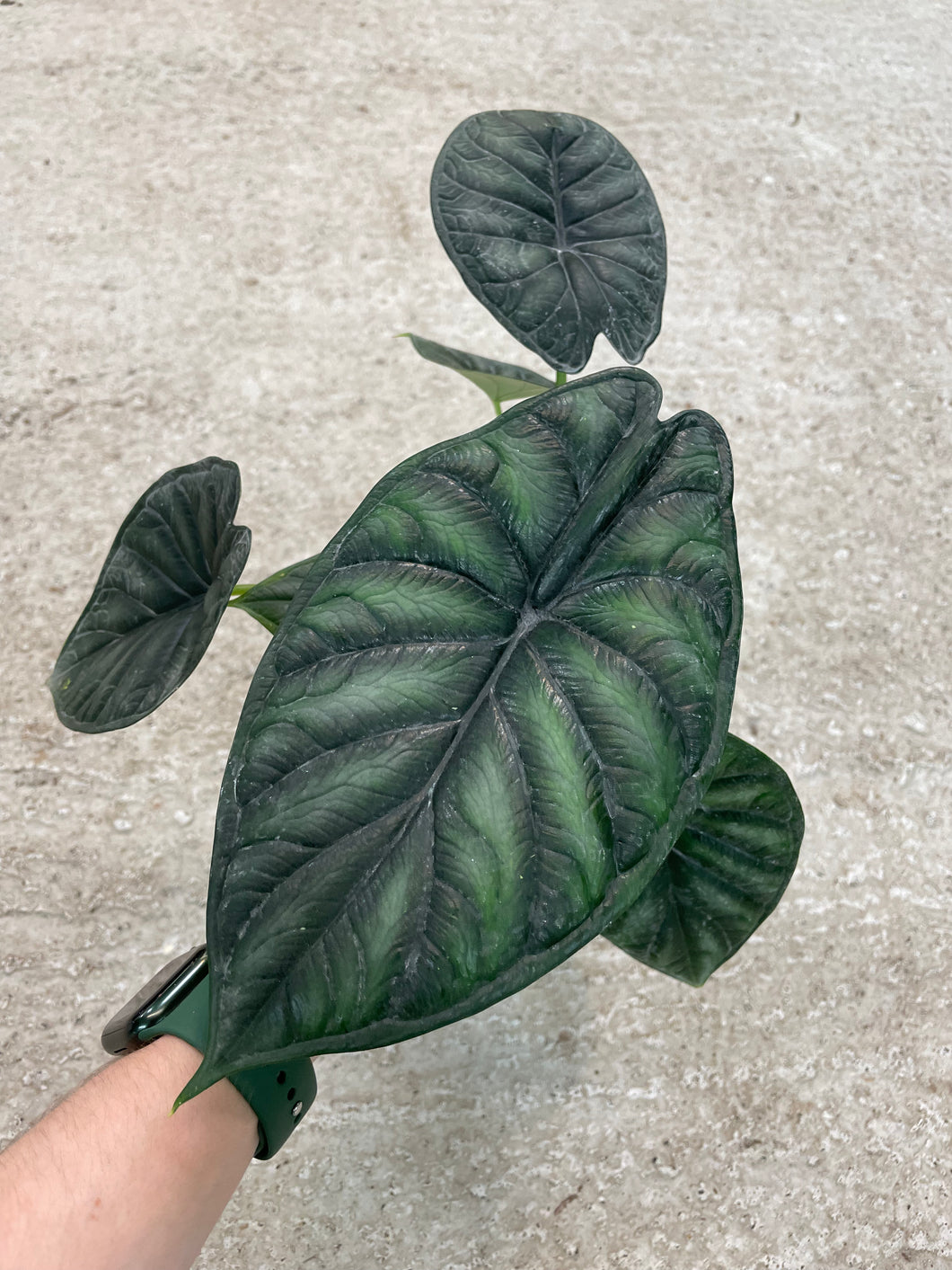 Alocasia Dragon Scale 4