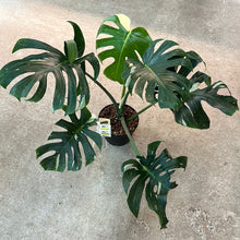 Load image into Gallery viewer, Monstera Thai Constellation Extra Large 8&quot; - Plant &quot;D&quot;