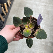 Load image into Gallery viewer, Saintapaulia sp. 4&quot; - Collector/Speciality African Violet