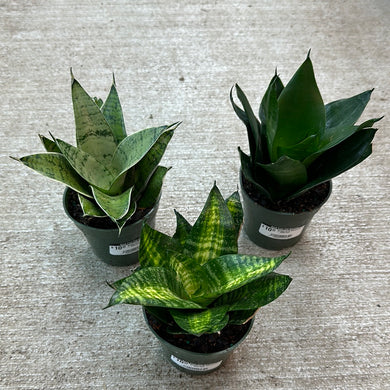 Sansevieria Starpower 4