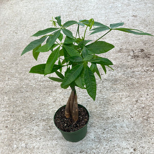 money tree in kent Pachira aquatica 6"