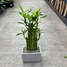 Load image into Gallery viewer, Lucky Bamboo Arrangement Small
