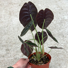 Load image into Gallery viewer, Alocasia cuprea &#39;Red Secret&#39; 6&quot;
