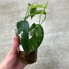 Load image into Gallery viewer, Epipremnum pinnatum variegata cup