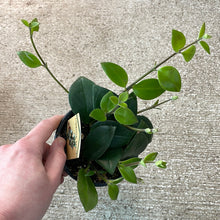 Load image into Gallery viewer, Aeschynanthus &#39;Mona Lisa&#39; 4&quot; - Lipstick Plant