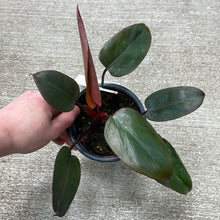 Load image into Gallery viewer, Philodendron Dark Lord 4&quot;
