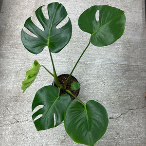 Philodendron Monstera Deliciosa 6"