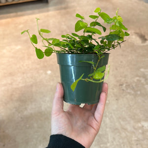 Ficus Pumila/Repens 4"