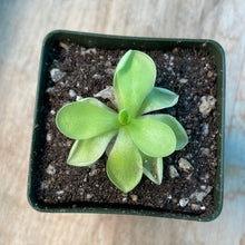 Load image into Gallery viewer, Pinguicula Ibarrae Tlanchinol