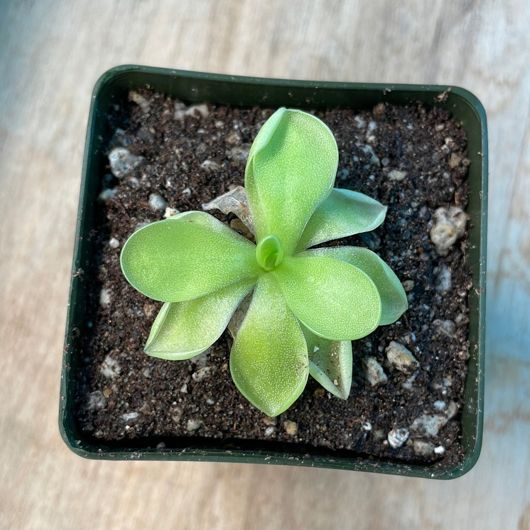 Pinguicula Ibarrae Tlanchinol