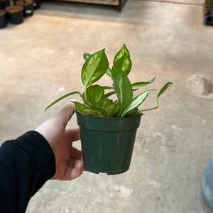 Hoya carnosa Krimson Princess 4"