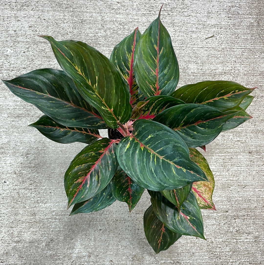 aglaonema hot lady Aglaonema cv 'Red Emerald' 6