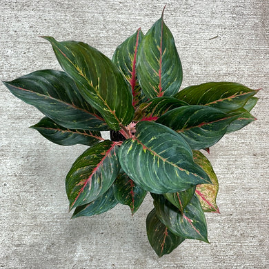 Aglaonema cv 'Red Emerald' 6