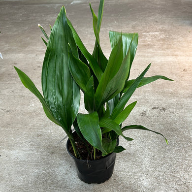 Aspidistra elatior #2 - Cast Iron Plant