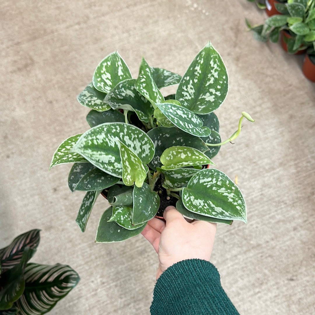 satin pothos argyraeus Scindapsus pictus argyraeus 6"
