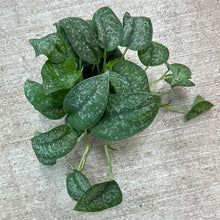 Load image into Gallery viewer, Scindapsus Silver Splash 6&quot; - Satin Pothos