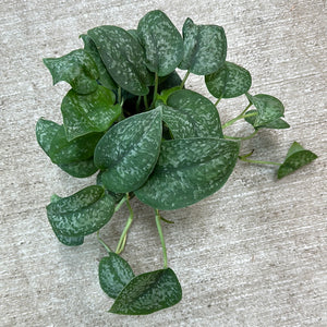 Scindapsus Silver Splash 6" - Satin Pothos