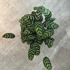 Calathea Makoyana 8"