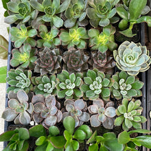 Load image into Gallery viewer, Succulent &#39;Assorted&#39; 2&quot;