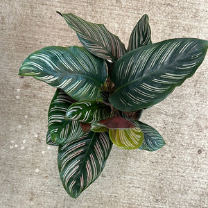 Calathea Ornata 6"