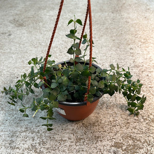 Dischidia sp. 5" HB - Assorted Dischidia