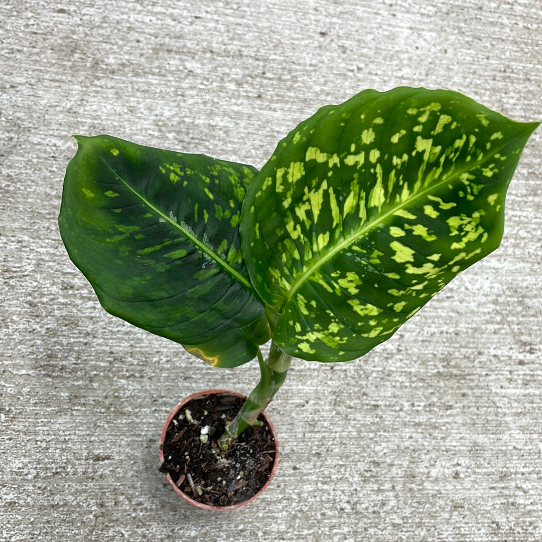 dieffenbachia reflector for sale Dieffenbachia Reflector 2" – Kent East Hill Nursery