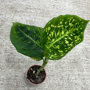 Dieffenbachia Reflector 2"