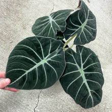 Load image into Gallery viewer, Alocasia reginula &#39;Black Velvet&#39; 6&quot;
