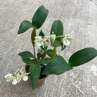 Dendrobium Chocolate Chip 3
