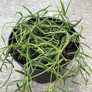 Hoya linearis  6"