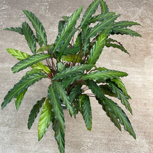 Load image into Gallery viewer, Calathea Rufibarba XL 6&quot;
