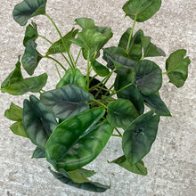 Load image into Gallery viewer, Alocasia Reversa 6&quot;