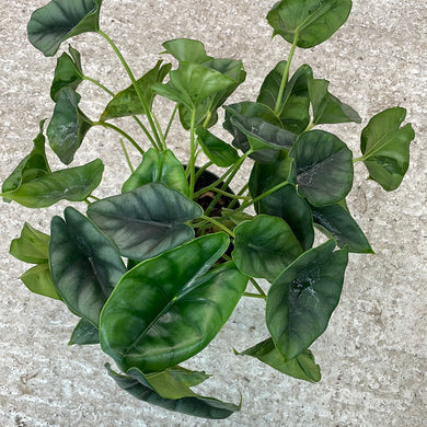 Alocasia Reversa 6