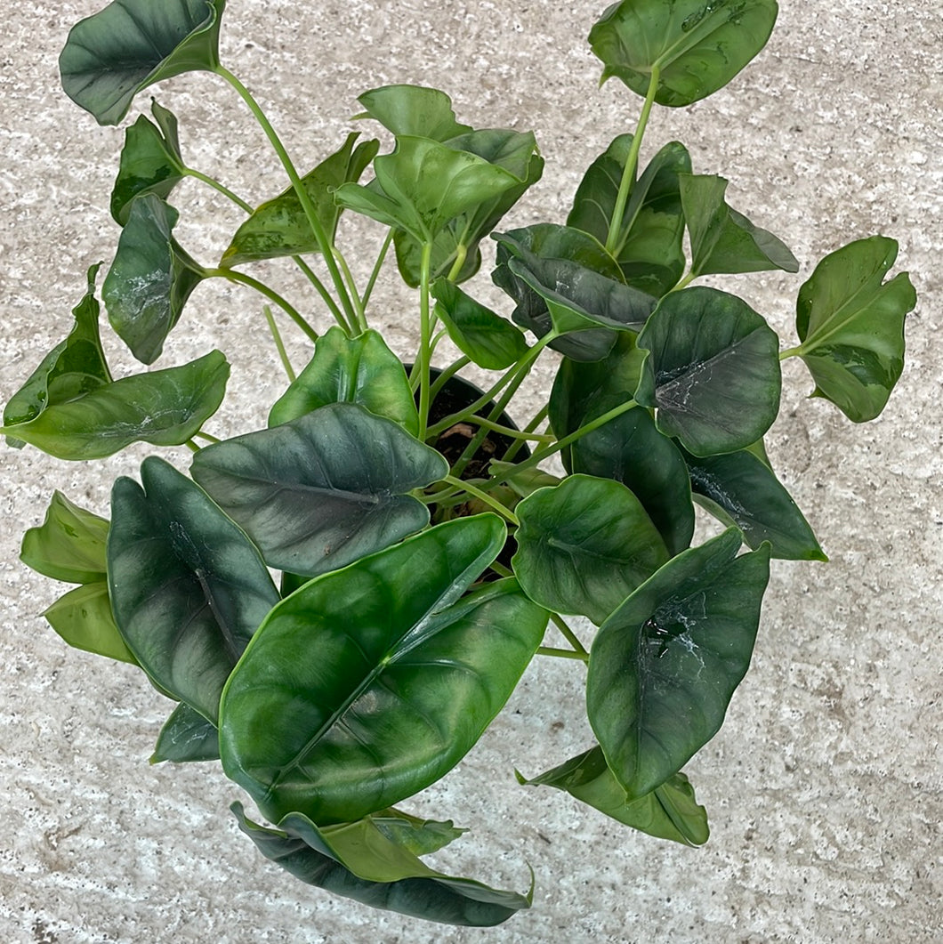 Alocasia Reversa 6