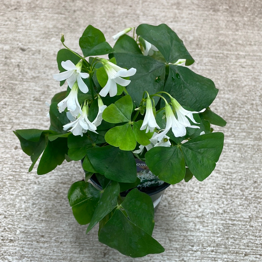 Oxalis Assorted Green 4 Shamrock Kent East Hill Nursery oxalis-assorted-green-4-shamrock-kent-east-hill-nursery