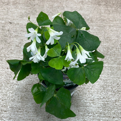 Oxalis 'Assorted Green' 4