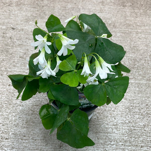Oxalis 'Assorted Green' 4" - Shamrock