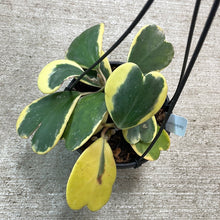 Load image into Gallery viewer, Hoya Kerrii Variegated 6&quot;