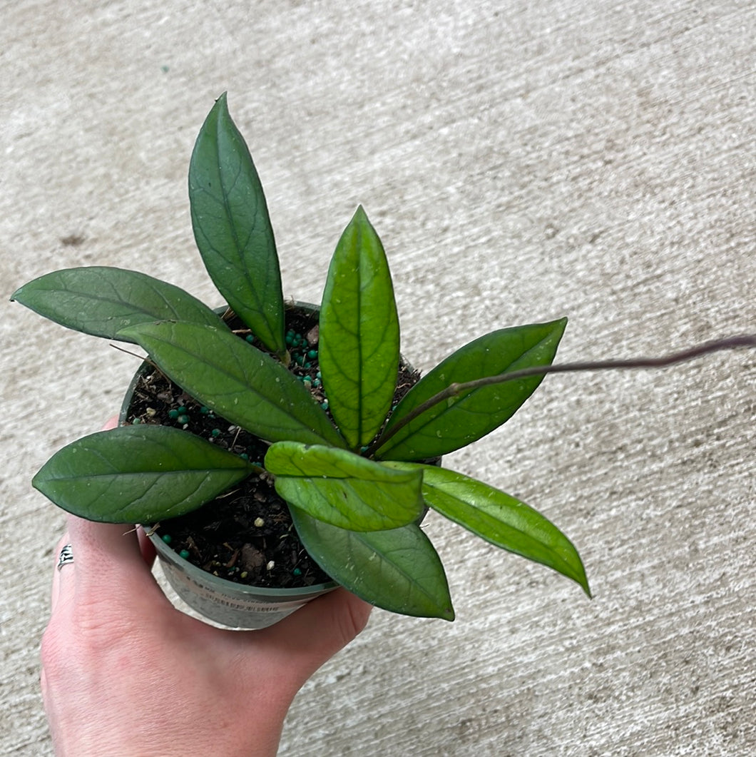 Hoya crassipetiolata 4