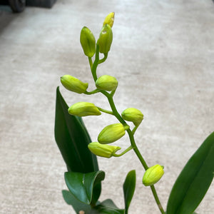 Dendrobium 'Waianae Valley x Kurashige'