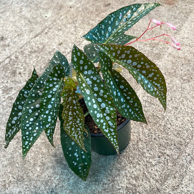 Begonia sp. 4