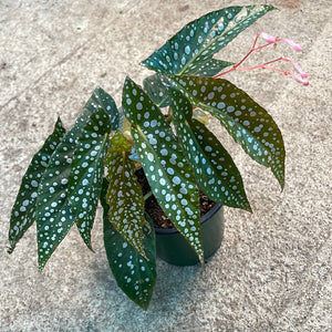 Begonia sp. 4" - Assorted Angel Wing Begonia