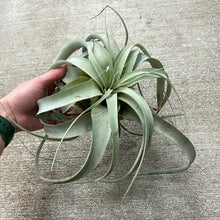 Load image into Gallery viewer, Tillandsia Xerographica Medium 5 -7&quot;