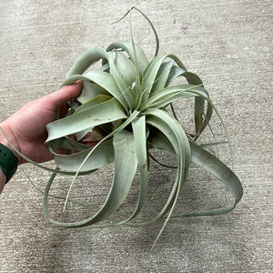 Tillandsia Xerographica Medium 5 -7"