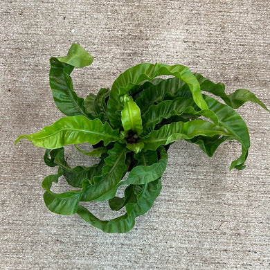 Asplenium a. 'hurricane' 6