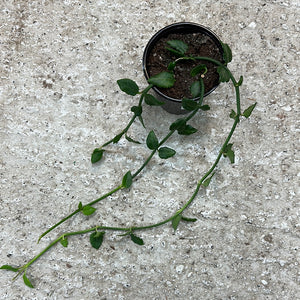 Ceropegia sandersonii 'Parachute Plant' 4"