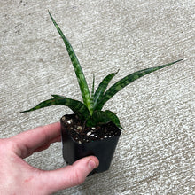 Load image into Gallery viewer, Sansevieria Mikado 2&quot;